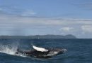 Temporada de observación de ballena jorobadas rompe récord de visitas en Bahía de Samaná