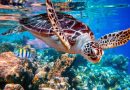 Cambio climático y contaminación ambiental dentro de los factores que ponen en peligro la supervivencia de las tortugas