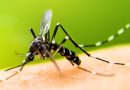 El brote epidémico del dengue 2023